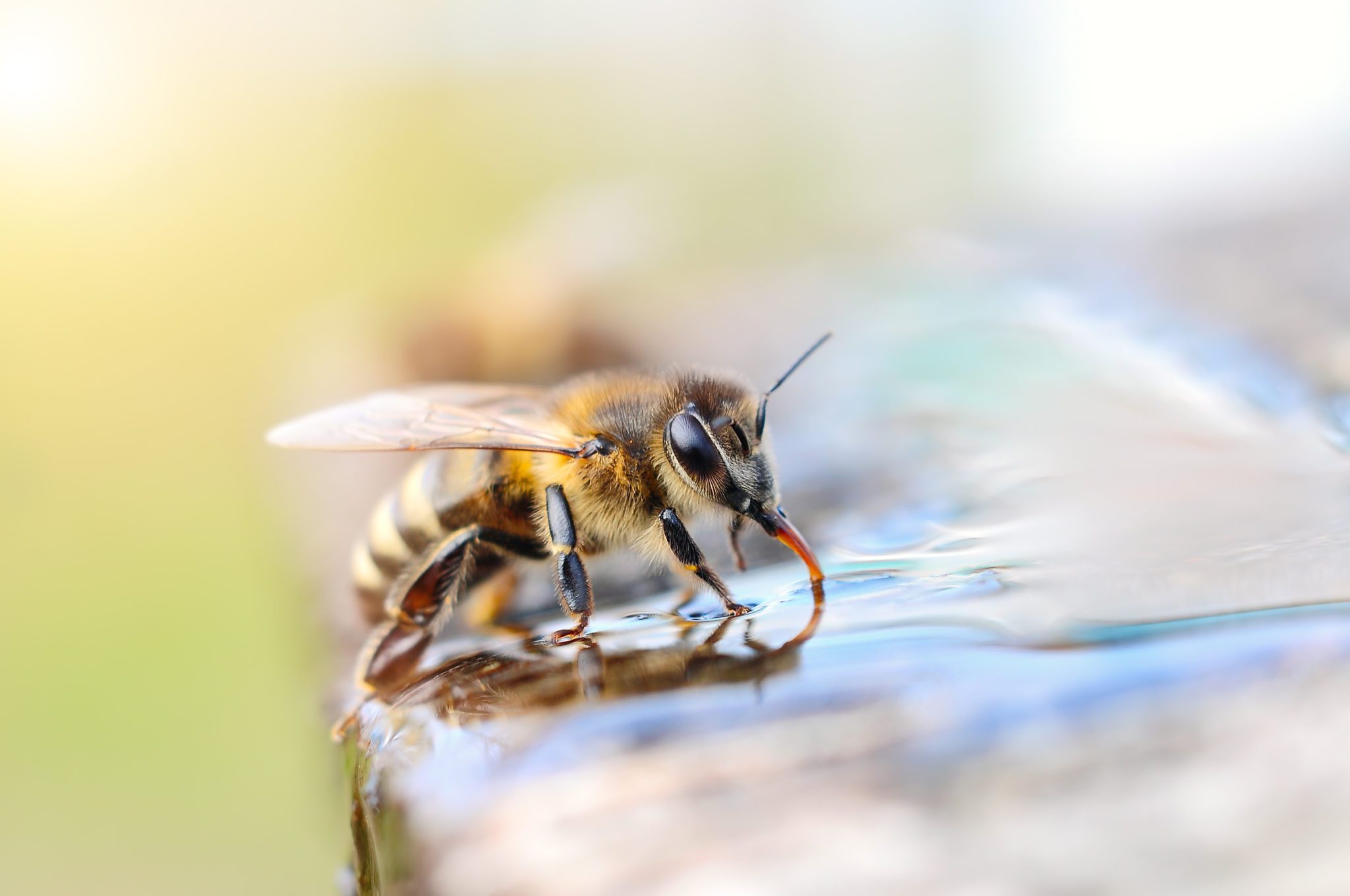 Bee Positive this Summer