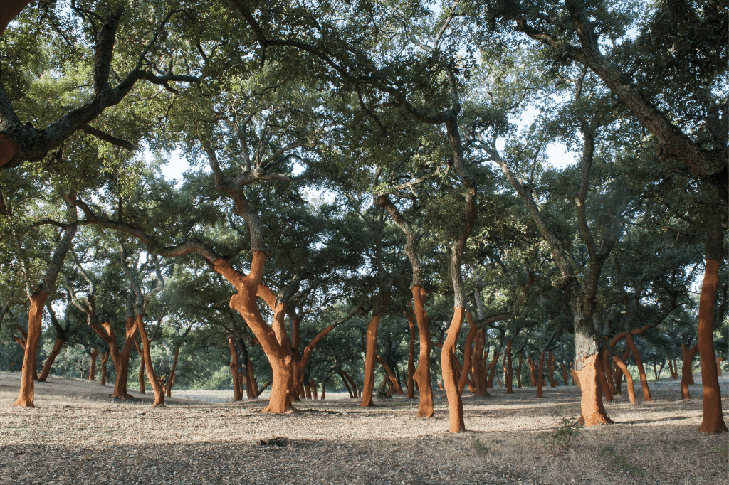 Xpür® vs. Its Competitors – Redefining Micro-Granulated Cork